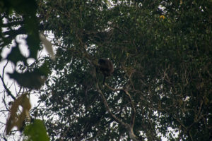 Borneo, Malaysia - Danum Valley Conservation Area - Sabah - Gibbon