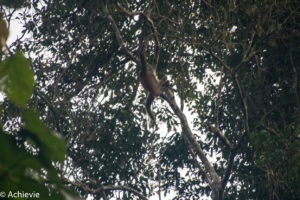 Borneo, Malaysia - Danum Valley Conservation Area - Sabah - Gibbon