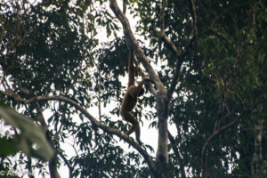 Borneo, Malaysia - Danum Valley Conservation Area - Sabah - Gibbon