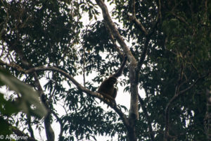 Borneo, Malaysia - Danum Valley Conservation Area - Sabah - Gibbon