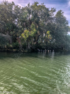 USA_Florida_Manatee-0009