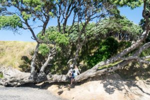 NewZealand_North_Coromandel-0009