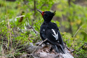 Argentina_El Chalten_Laguna Tres-0009