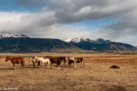 Patagonia_ElCalafate_RioMitre-0009