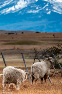 Patagonia_ElCalafate_RioMitre-0025