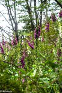 Patagonia_TorresDelPaine_Day1-0010