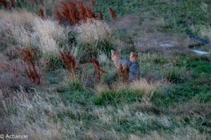 Patagonia_TorresDelPaine_Day3-0001