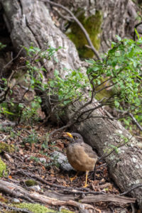 Patagonia_TorresDelPaine_Day3-0018