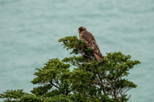 Patagonia_TorresDelPaine_Day3-0033