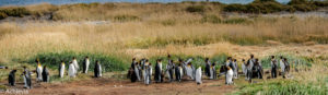 Patagonia_KingPenguinTour-0013