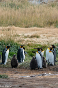 Patagonia_KingPenguinTour-0014