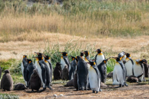 Patagonia_KingPenguinTour-0015