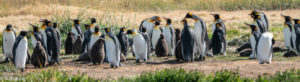 Patagonia_KingPenguinTour-0016