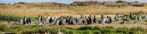 Patagonia_KingPenguinTour-0017
