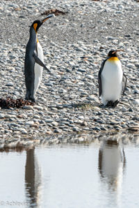 Patagonia_KingPenguinTour-0018