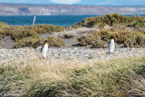 Patagonia_KingPenguinTour-0019