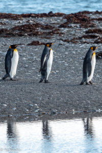 Patagonia_KingPenguinTour-0020