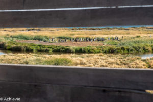 Patagonia_KingPenguinTour-0024