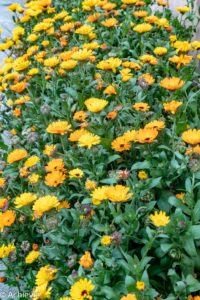 Patagonia_PuertoNatales_City-0010