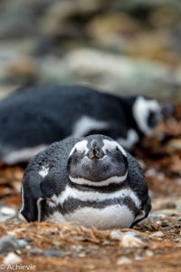 Patagonia_MagdalenaIsland-0001