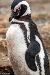 Patagonia_MagdalenaIsland-0002