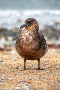 Patagonia_MagdalenaIsland-0003