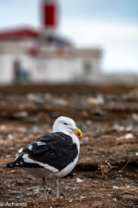 Patagonia_MagdalenaIsland-0005