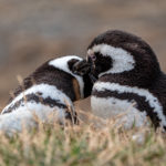 Patagonia_MagdalenaIsland-0006