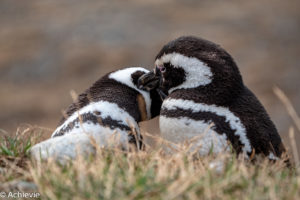 Patagonia_MagdalenaIsland-0006
