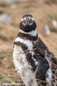 Patagonia_MagdalenaIsland-0007