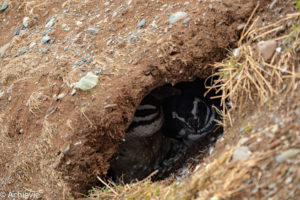 Patagonia_MagdalenaIsland-0011