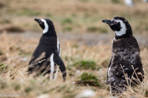 Patagonia_MagdalenaIsland-0012