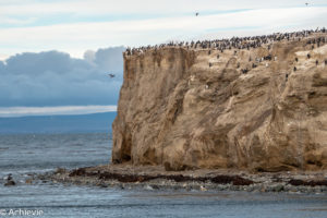 Patagonia_MagdalenaIsland-0014