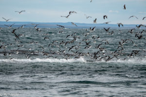 Patagonia_MagdalenaIsland-0015