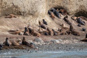 Patagonia_MagdalenaIsland-0016