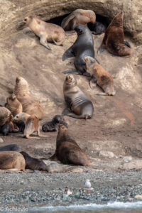 Patagonia_MagdalenaIsland-0017