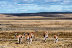 Pali Aike National Park, Chile - Patagonia - Travelling Accountant