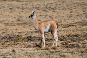 Pali Aike National Park, Chile - Patagonia - Travelling Accountant