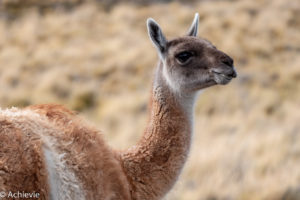 Pali Aike National Park, Chile - Patagonia - Travelling Accountant