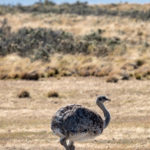 Chile_RutaDelFinDelMundo-0002