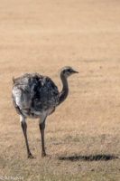 Chile_RutaDelFinDelMundo-0003