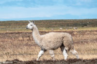 Chile_RutaDelFinDelMundo-0004