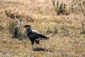 Chile_RutaDelFinDelMundo-0005