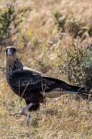 Chile_RutaDelFinDelMundo-0006