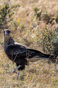 Chile_RutaDelFinDelMundo-0006