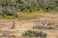 Chile_RutaDelFinDelMundo-0007