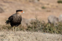 Chile_RutaDelFinDelMundo-0010