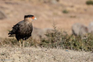 Chile_RutaDelFinDelMundo-0010