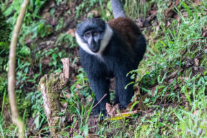 Bwindi National Park, Uganda - Travelling Accountant