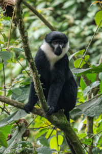 Bwindi National Park, Uganda - Travelling Accountant